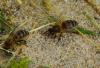 Apis mellifera